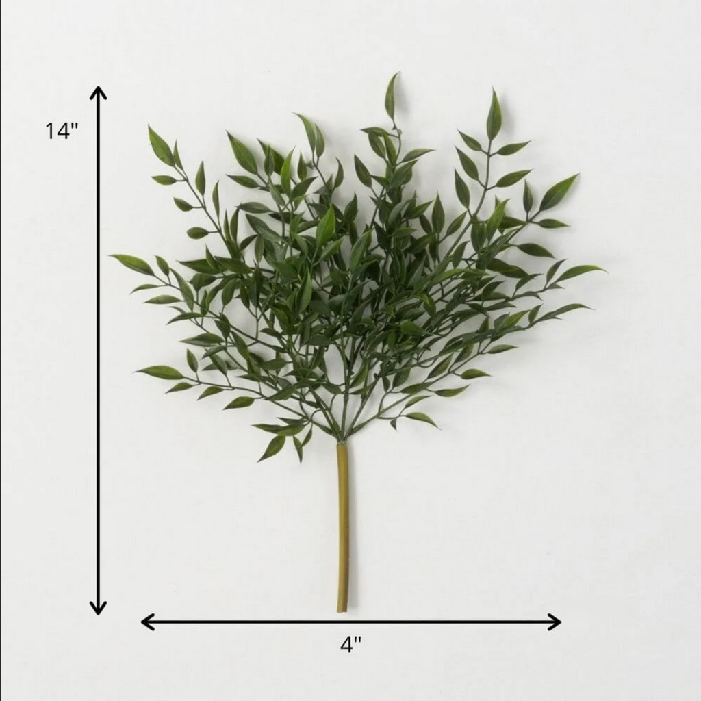 RUSCUS BUSH