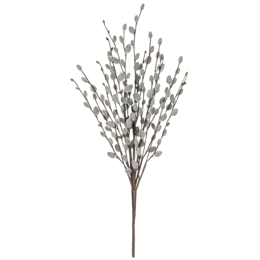 PUSSYWILLOW BUSH