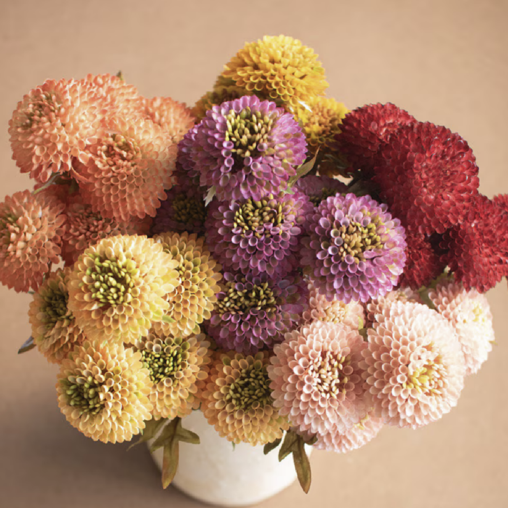 DAHLIA yellow