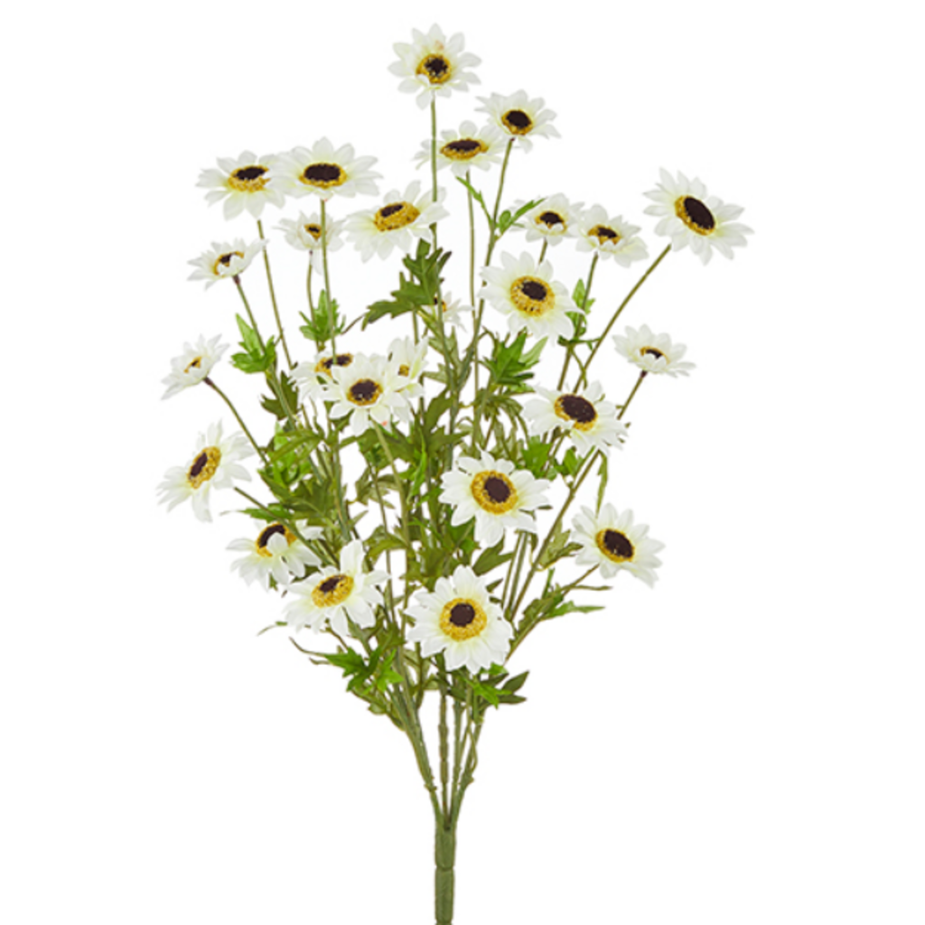 BLACK EYED SUSAN BUSH