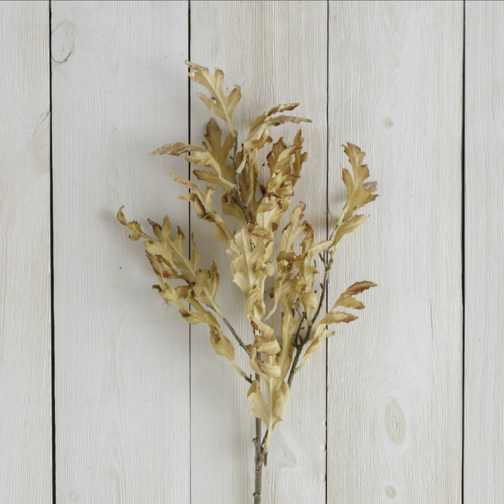 DRIED OAK LEAF stem