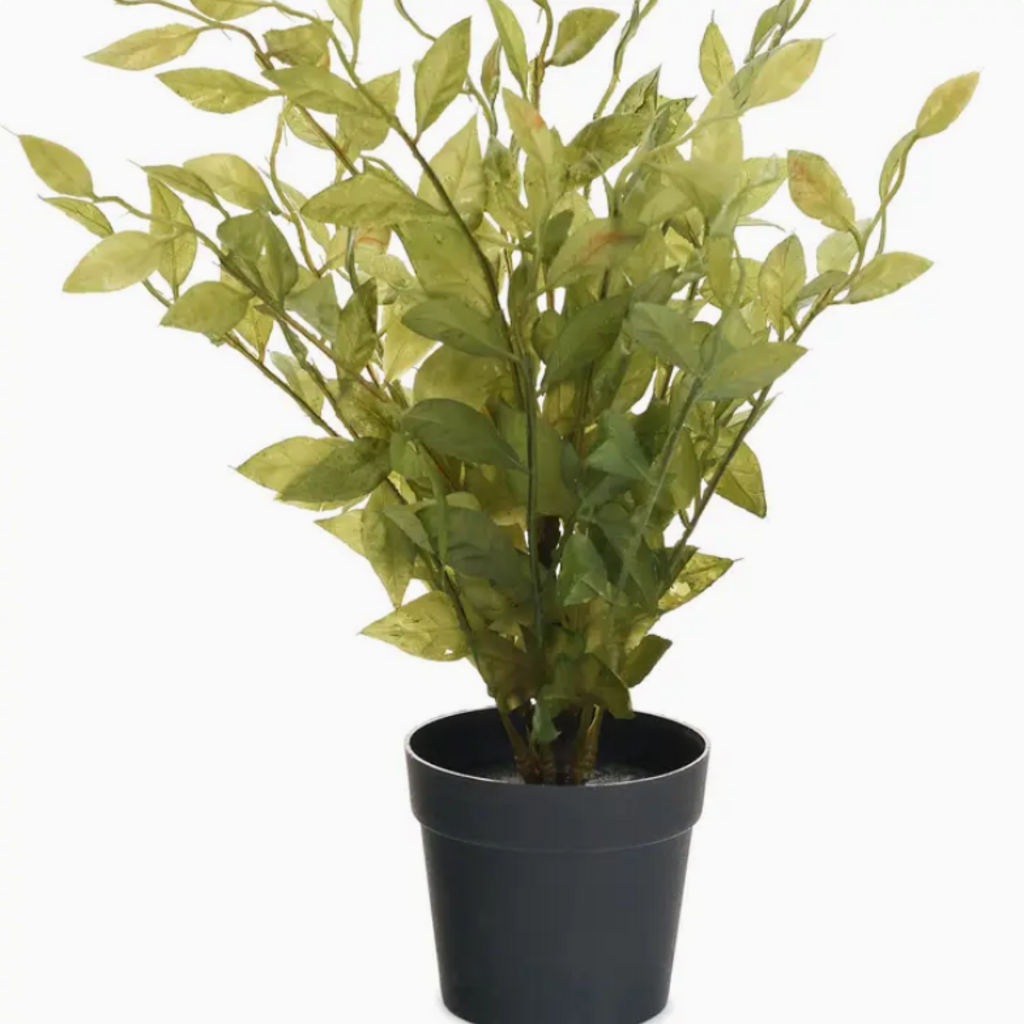 POTTED PLANT