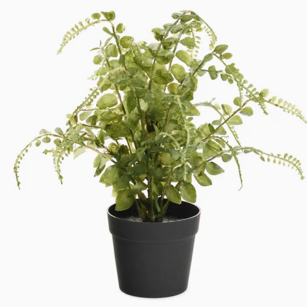 POTTED FERN