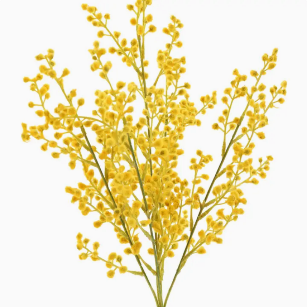 MIMOSA STEM