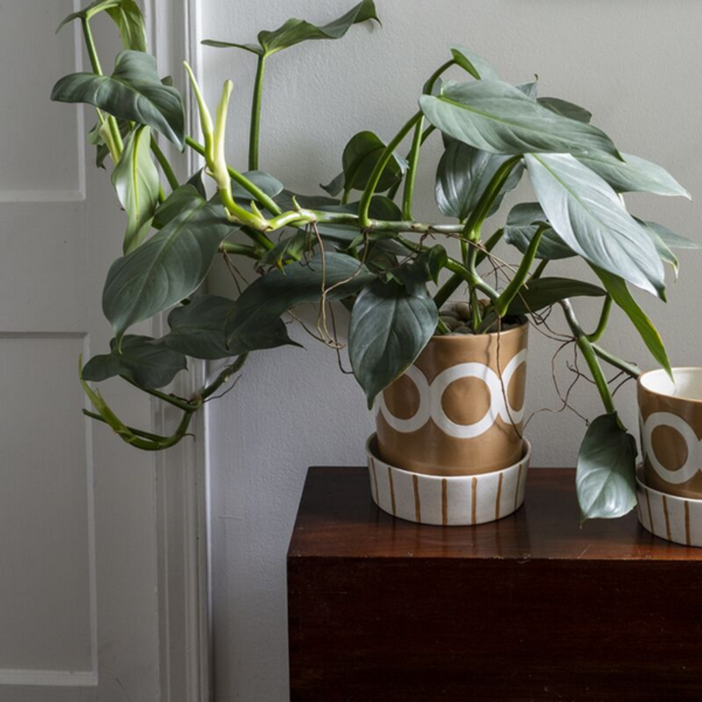 COLBURN POT w saucer