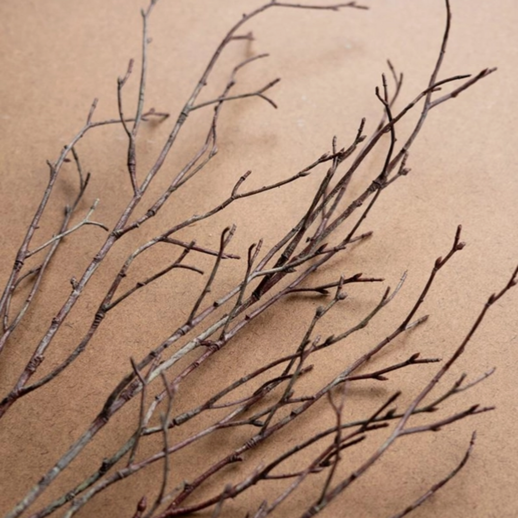 BIRCH STEM CHAL1075