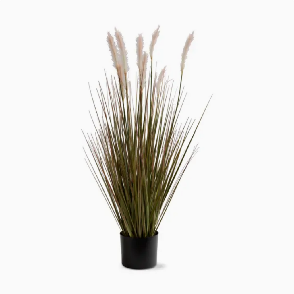 FOXTAIL GRASS potted