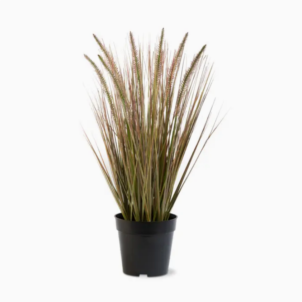CATTAIL GRASS in POT