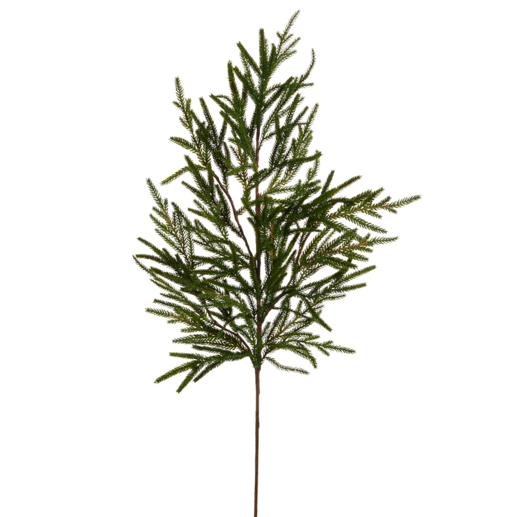 NORFOLK PINE BRANCH