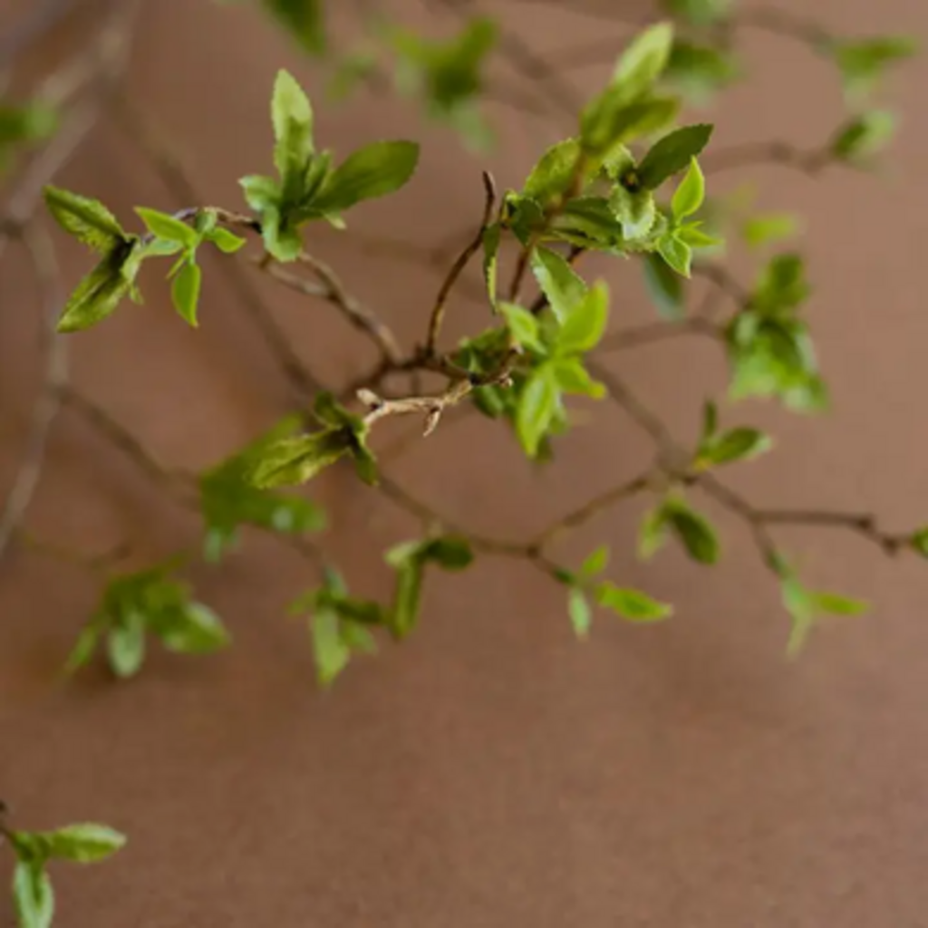BUDDING LEAF BRANCH STEM CHAL1082