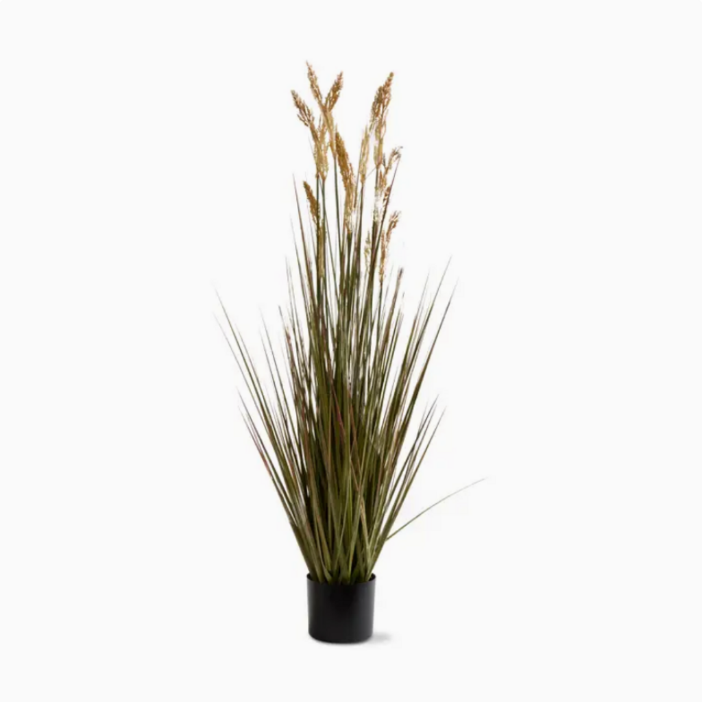 FIELD GRASS potted